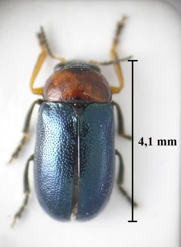 Smaragdina diversipes